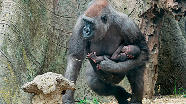 the-bronx-zoo-sibor