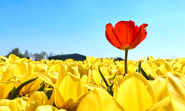 2 Ways for Staten Island Home Buyers to Make an Offer Stand Out