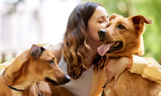 Dog Enrichment Area on Staten Island Nears Completion